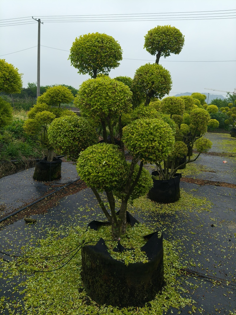 亮晶女贞多头棒棒球，高度1.5m、1.8m、2m，欢迎订