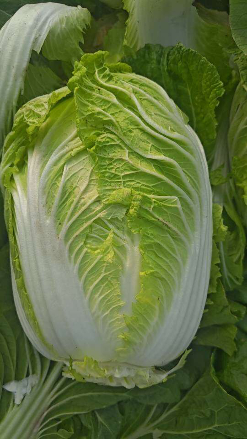 白菜