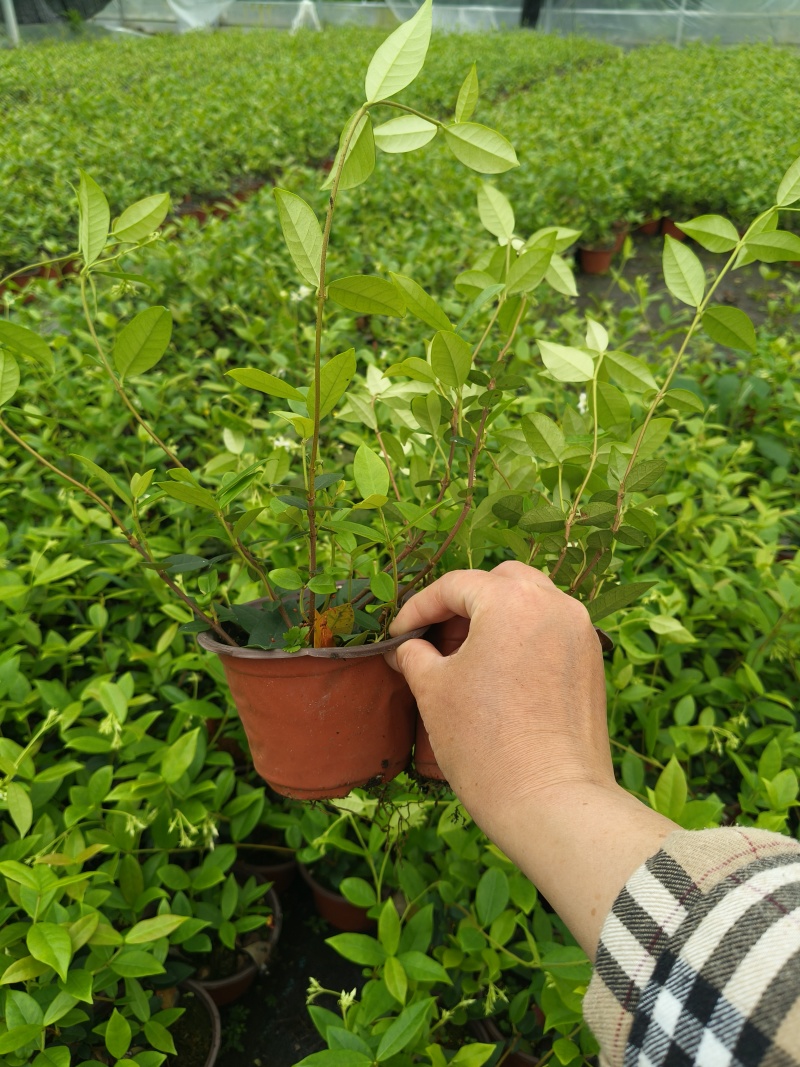 风车茉莉120杯，高度30cm，基地有量，欢迎订购。