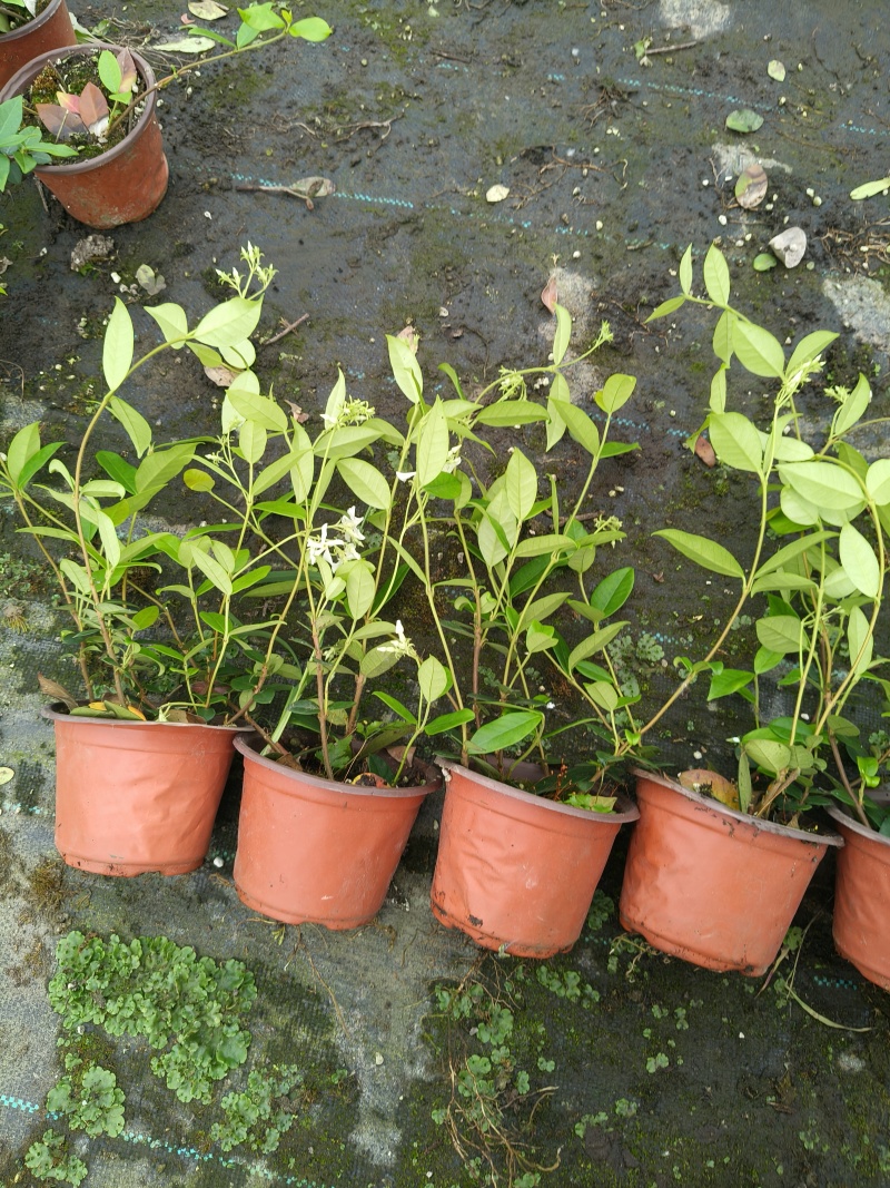 风车茉莉120杯，高度30cm，基地有量，欢迎订购。