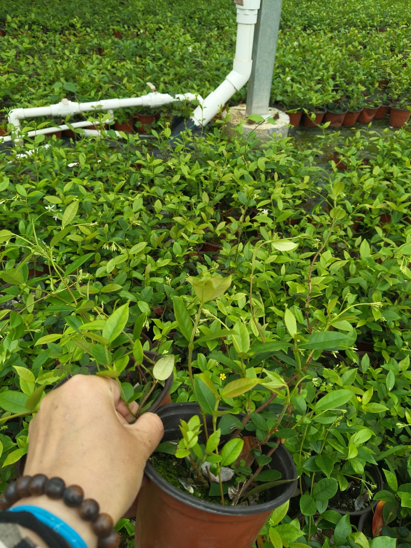 风车茉莉120杯，高度30cm，基地有量，欢迎订购。