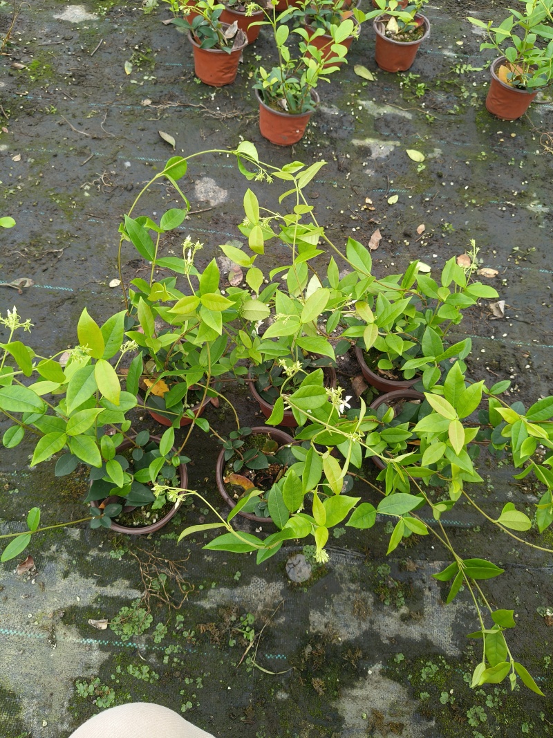 风车茉莉120杯，高度30cm，基地有量，欢迎订购。