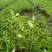 风车茉莉120杯，高度30cm，基地有量，欢迎订购。
