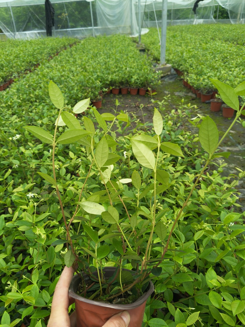 风车茉莉120杯，高度30cm，基地有量，欢迎订购。