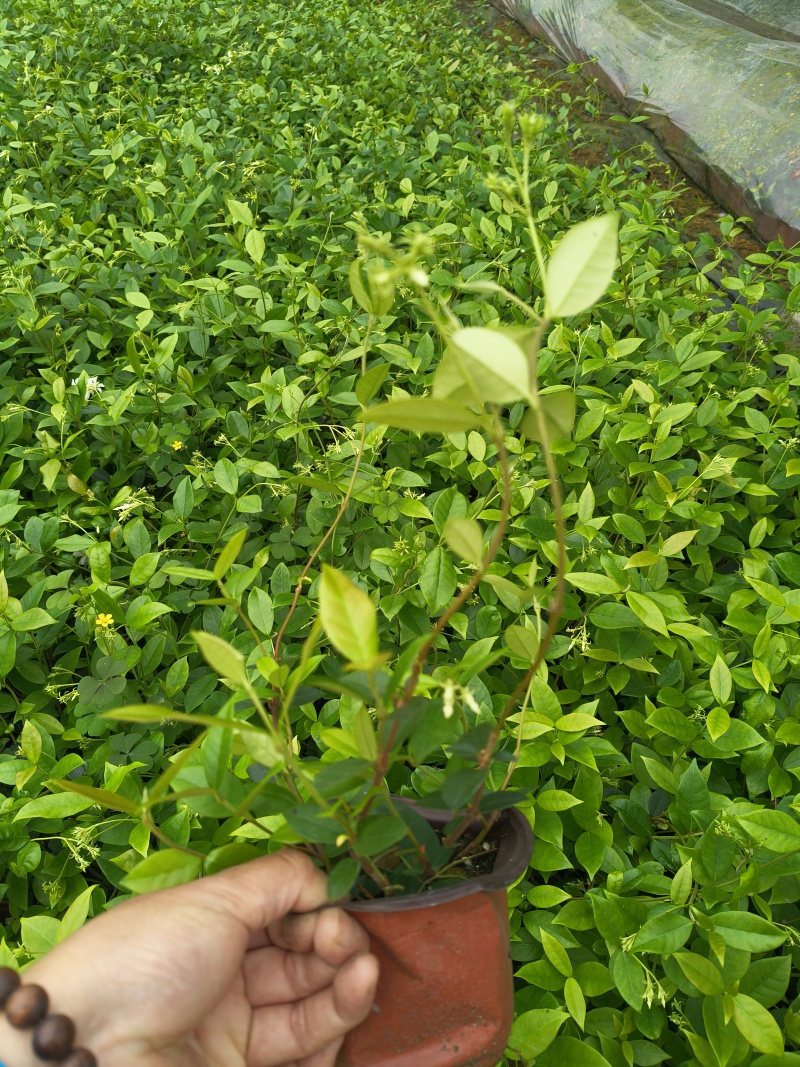 风车茉莉120杯，高度30cm，基地有量，欢迎订购。