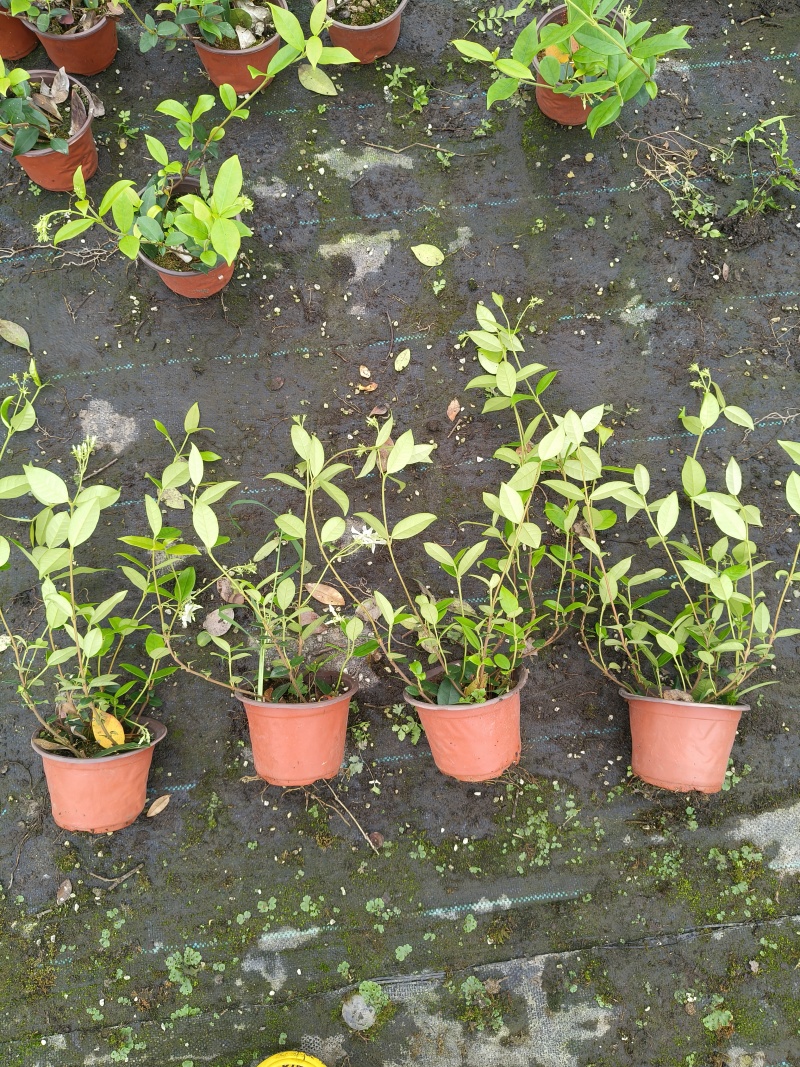 风车茉莉120杯，高度30cm，基地有量，欢迎订购。