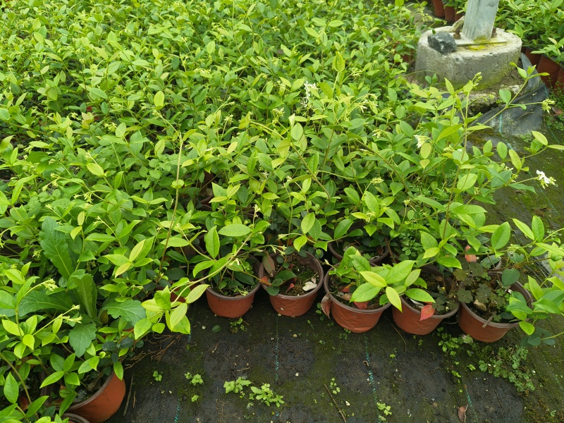 风车茉莉120杯，高度30cm，基地有量，欢迎订购。