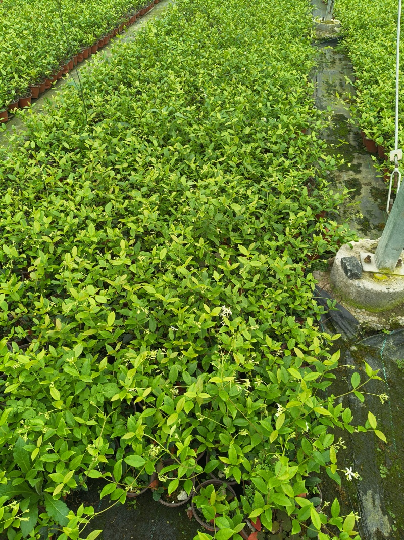 风车茉莉120杯，高度30cm，基地有量，欢迎订购。