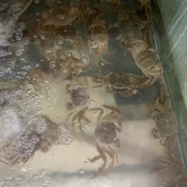 阳澄湖大闸蟹