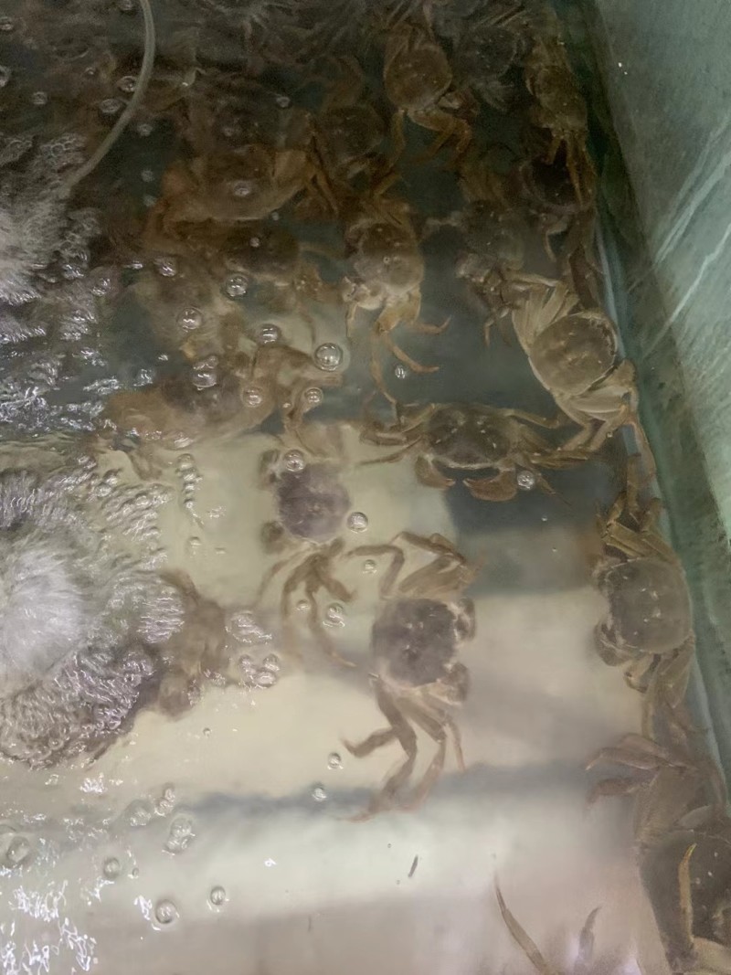 阳澄湖大闸蟹