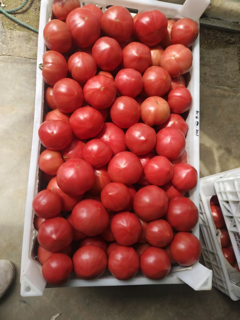 精品芸豆大量上市，口感番茄大量诚信代购