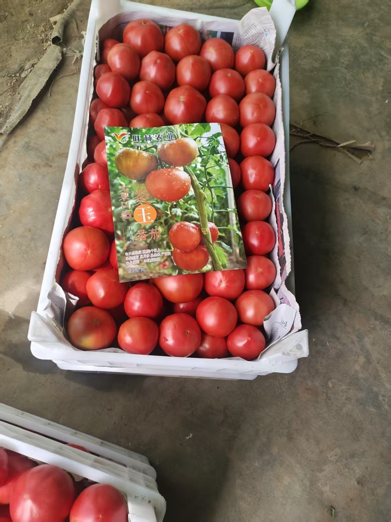 大量精品口感番茄大量上市诚信代购