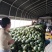 云南无籽麒麟瓜