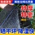 农用黑色平针遮阳网花卉蔬菜大棚果树育苗羊肚菌药材厚平织防