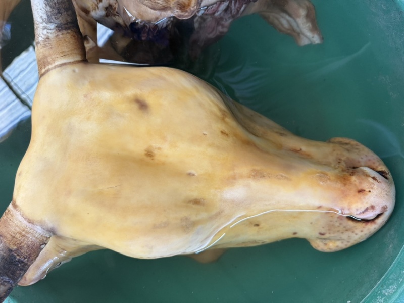 火烧牛头牛头宴长期供应原材料批发规格可定制！