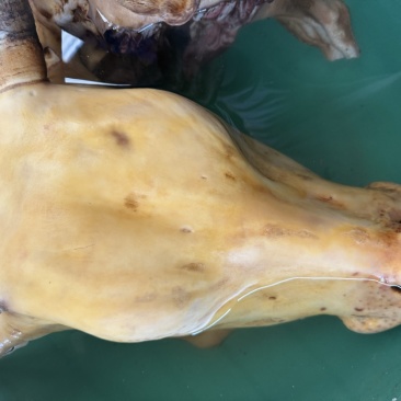火烧牛头牛头宴长期供应原材料批发规格可定制！