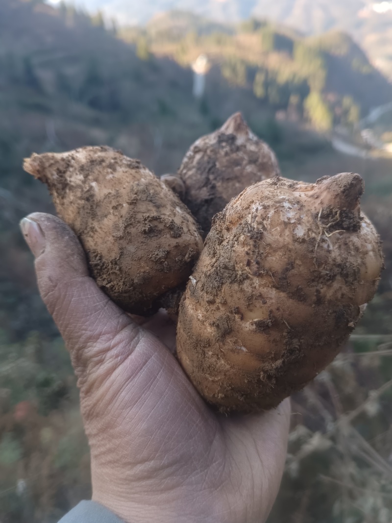 当季新鲜天麻按节气品种发货野生品质深山采挖云南小草坝直发