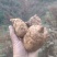 当季新鲜天麻按节气品种发货野生品质深山采挖云南小草坝直发