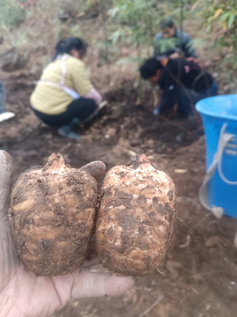 当季新鲜天麻按节气品种发货野生品质深山采挖云南小草坝直发