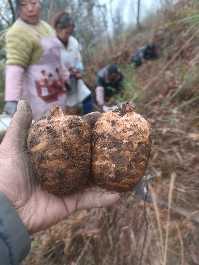 当季新鲜天麻按节气品种发货野生品质深山采挖云南小草坝直发