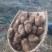 当季新鲜天麻按节气品种发货野生品质深山采挖云南小草坝直发