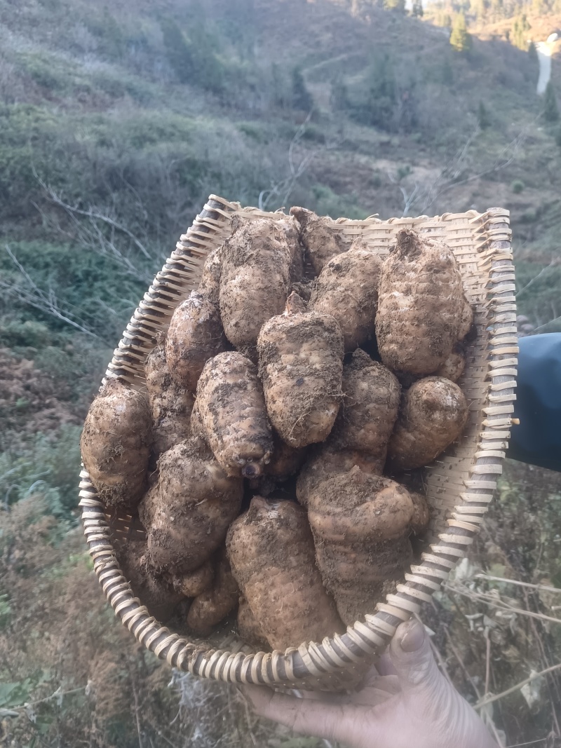 当季新鲜天麻按节气品种发货野生品质深山采挖云南小草坝直发