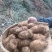 当季新鲜天麻按节气品种发货野生品质深山采挖云南小草坝直发