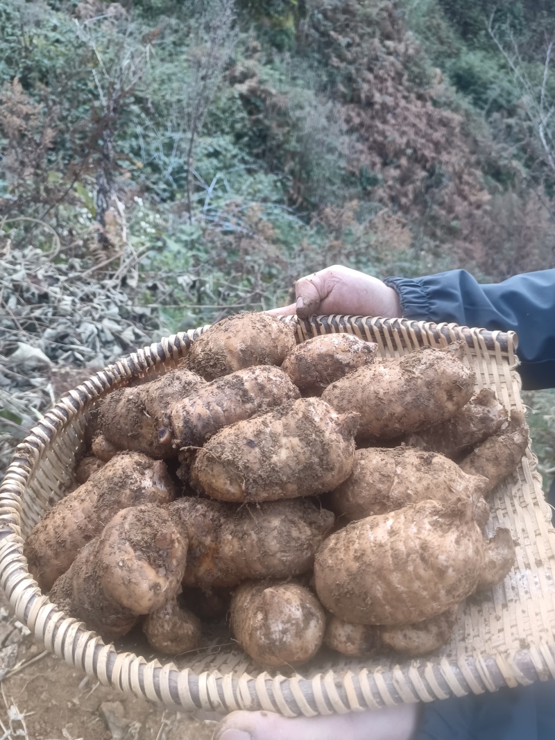 当季新鲜天麻按节气品种发货野生品质深山采挖云南小草坝直发