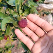 福建漳州杨梅特早品种