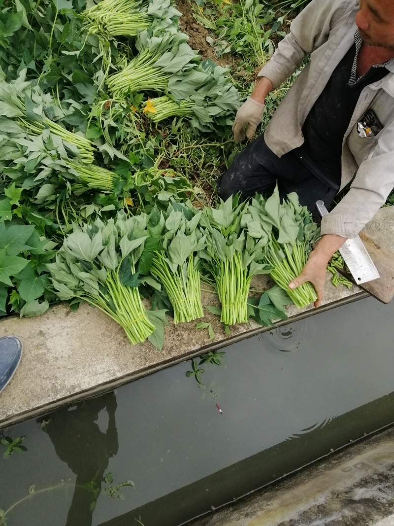 ：红薯叶