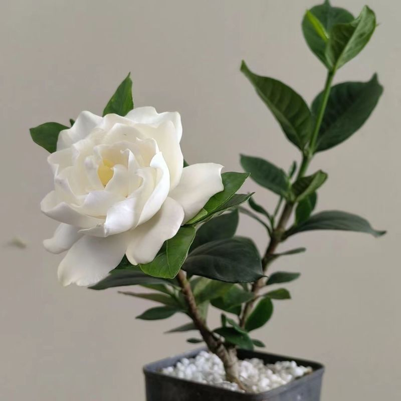 栀子花苗【牡丹栀子，重瓣大花，花很香】折花卖的栀子花品种