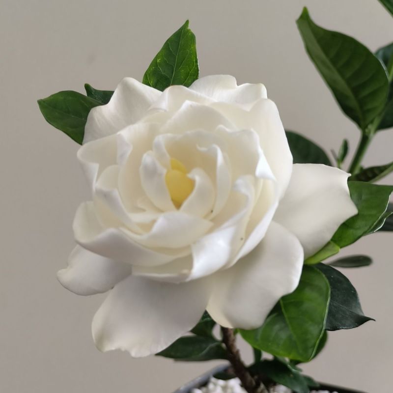 栀子花苗【牡丹栀子，重瓣大花，花很香】折花卖的栀子花品种