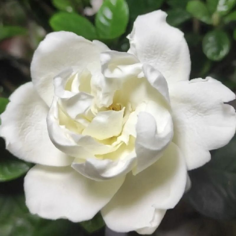 栀子花苗【牡丹栀子，重瓣大花，花很香】折花卖的栀子花品种