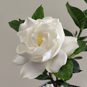 栀子花苗【牡丹栀子，重瓣大花，花很香】折花卖的栀子花品种