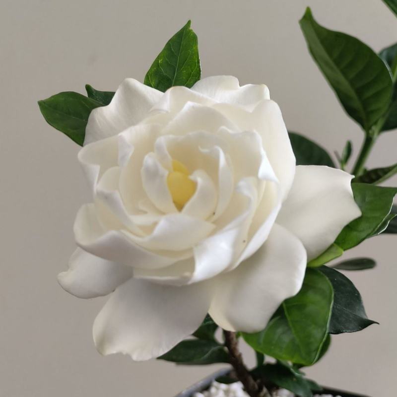 栀子花苗【牡丹栀子，重瓣大花，花很香】折花卖的栀子花品种