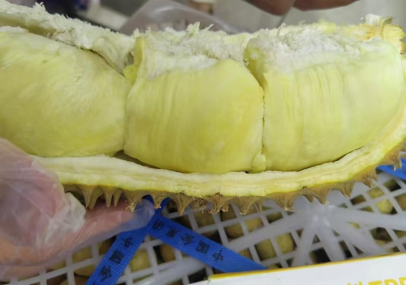 金枕榴莲一手批发，a果保5房，货源充足，质量保证。