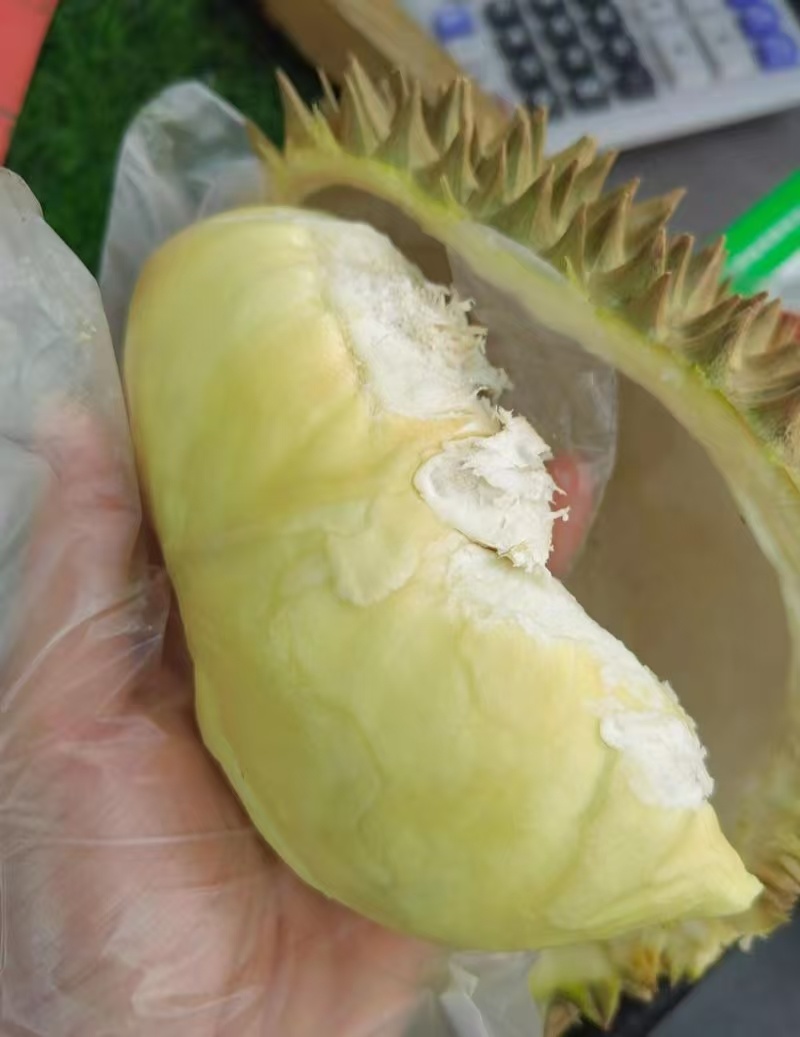 金枕榴莲一手批发，a果保5房，货源充足，质量保证。
