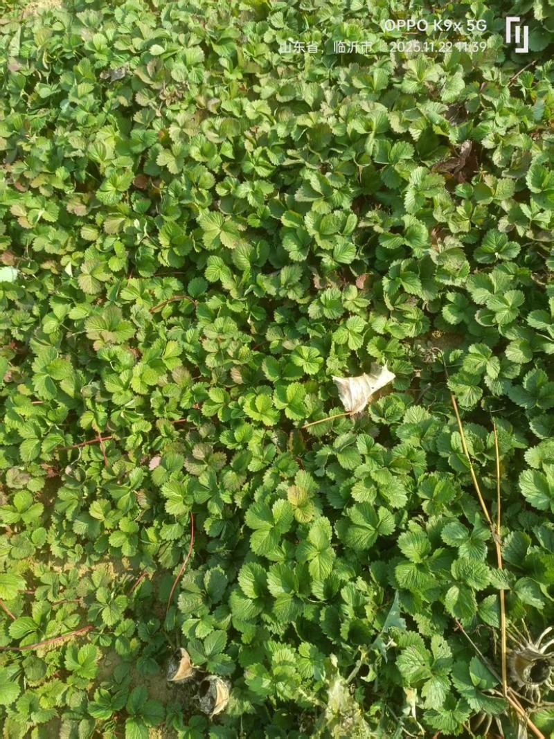 优质草莓苗红颜香野