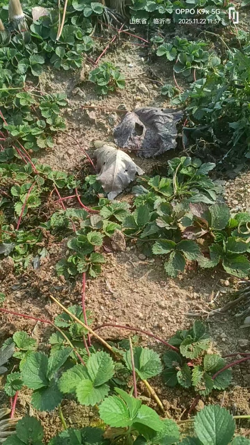 优质草莓苗红颜香野