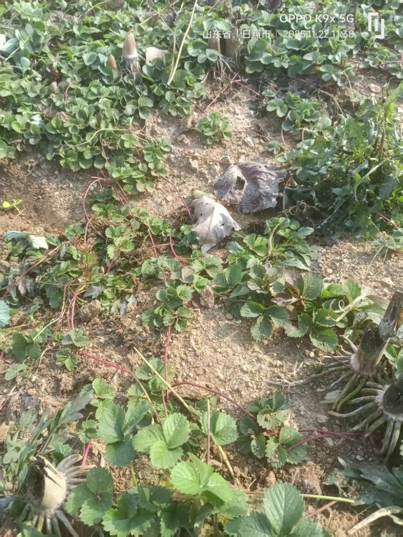优质草莓苗红颜香野