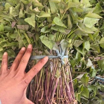 烟薯高剪苗日产三十万颗根粗苗壮