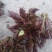 头茬香椿！零售！五斤起步！有需要的来！