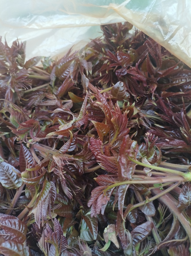 头茬香椿！零售！五斤起步！有需要的来！