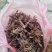 头茬香椿！零售！五斤起步！有需要的来！