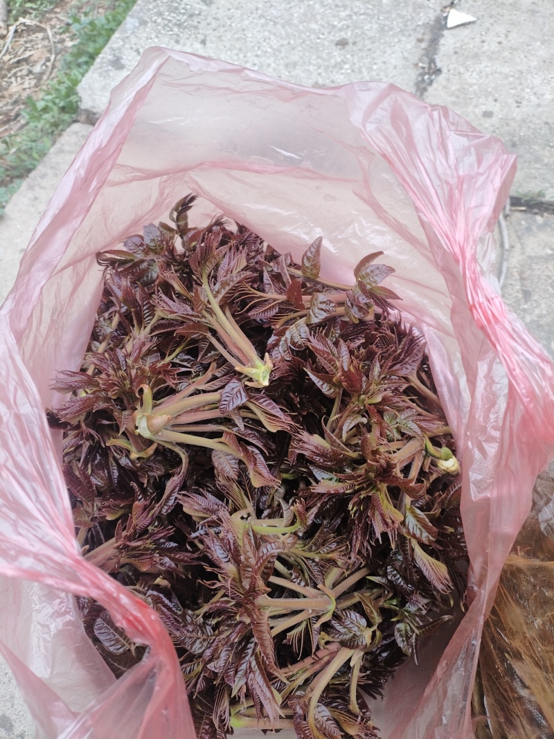 头茬香椿！零售！五斤起步！有需要的来！