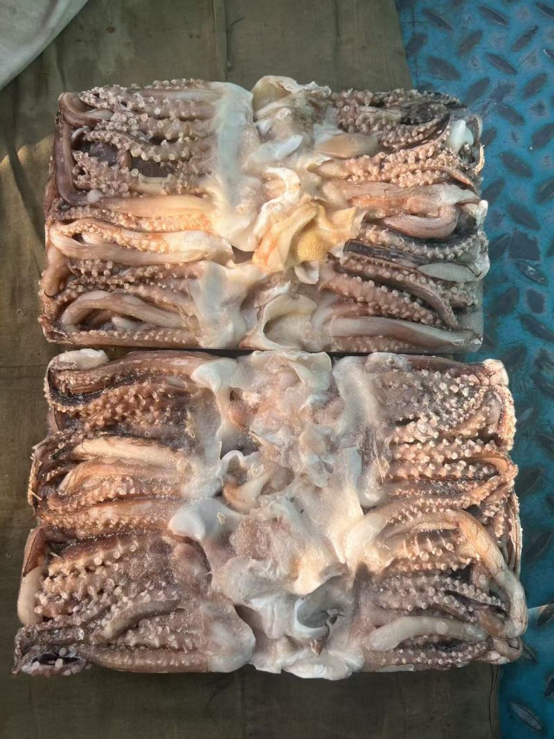 紫鱿开片足品质保障量大从优欢迎来电