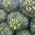 慈溪大豆，精品蚕豆，价格低质量好，都是精品货源，