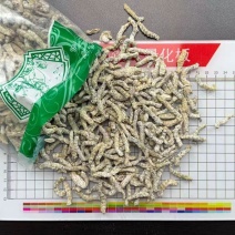 僵蚕白僵蚕粉七子白水洗白疆虫炒僵蚕