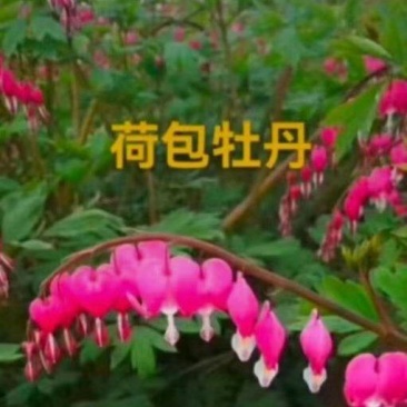 荷包牡丹花，荷包，牡丹，