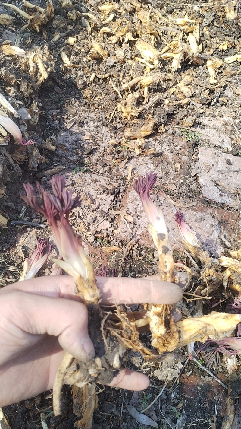 荷包牡丹花，荷包，牡丹，